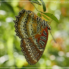 Cethosia biblis(female) 紅鋸蛺蝶 (雌)