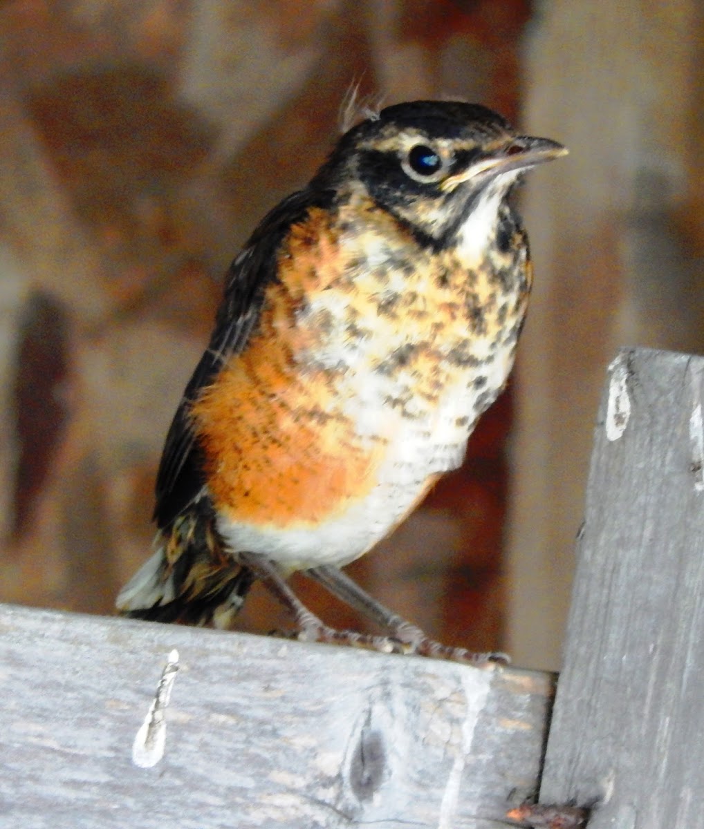 American Robin (immature)