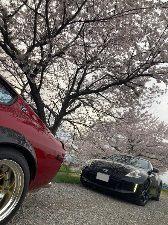 フェアレディZの桜と愛車・あかねキムチ・あのベンチ・なのはなばたけ・琵琶湖に関するカスタム事例の投稿画像6枚目