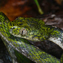 White Spotted Cat Snake