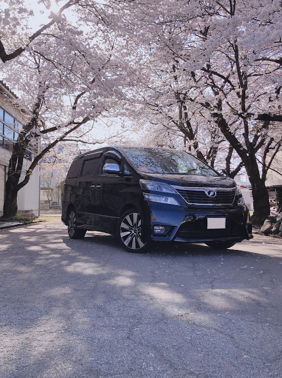 ヴェルファイアの桜と愛車・桜🌸コラボ・バイク欲しいんだが・大反対に関するカスタム事例の投稿画像1枚目