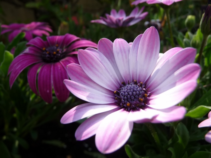 L'allegra fragilità di un fiore di drbrambilla