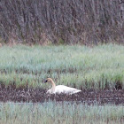 Trumpeter Swan