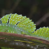 Basilisco esmeralda basilisco verde o basilisco de doble cresta