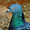 Rock pigeon