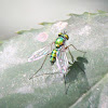 Common green bottle fly