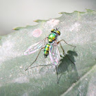 Common green bottle fly