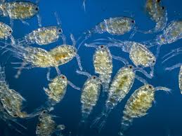 What Is Zooplankton, or Animal Plankton?