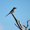 Loggerhead Shrike