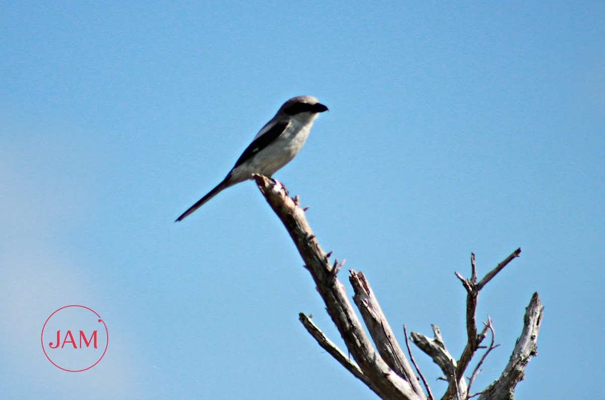 Loggerhead Shrike