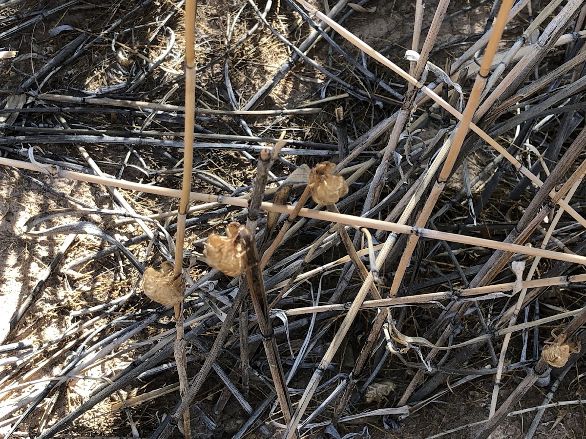 Shed Cicada Exoskeletons