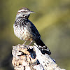 Cactus Wren