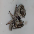 jumping spider, juvenile