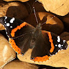 Red Admiral