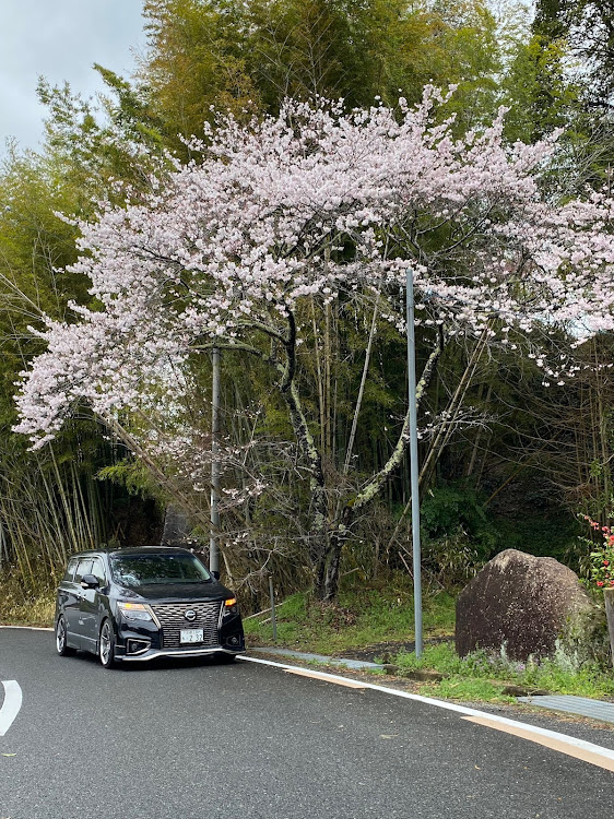 エルグランドの4月もよろしくお願い致します🌸・桜とコラボ・雨と桜とエルグランド・関西family・＃Ｘデー迄まもなく！！に関するカスタム事例の投稿画像2枚目