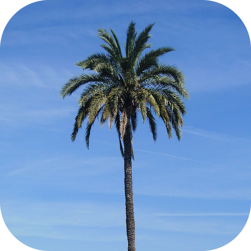 Palm Tree Wallpapers 書籍 App LOGO-APP開箱王