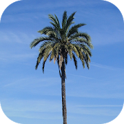 Palm Tree Wallpapers  Icon