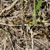 Pied Paddy Skimmer(female)