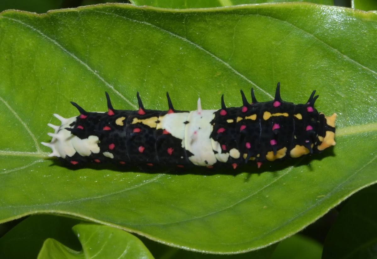 Caterpillar of Swallowtail Butterfly - Common Mime