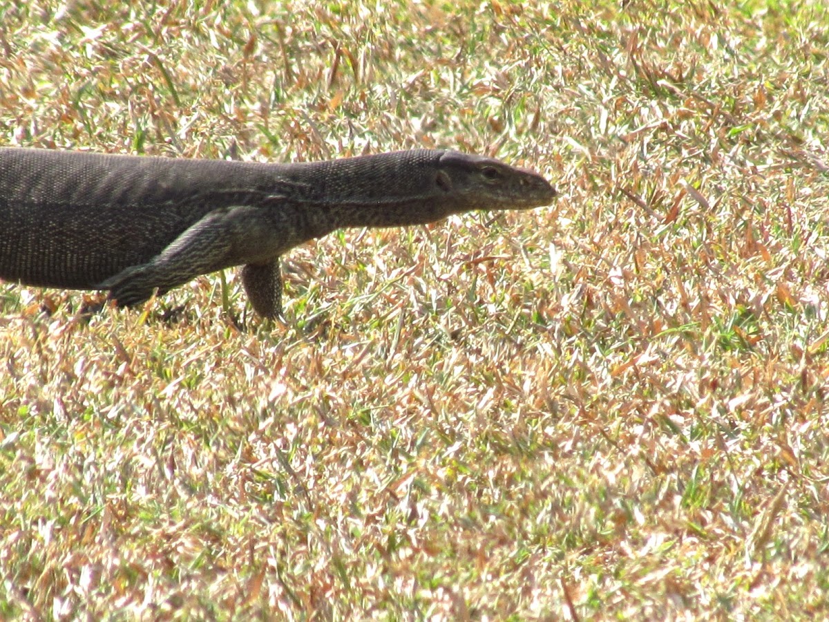 The Bengal monitor or common Indian monitor