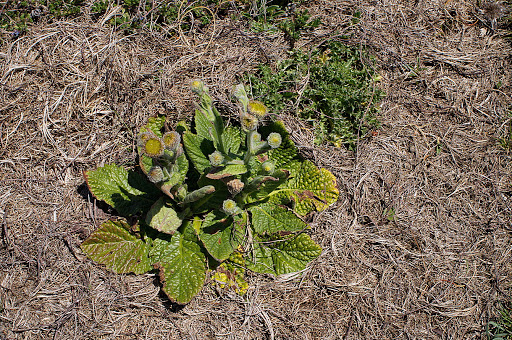 Pulicaria odora