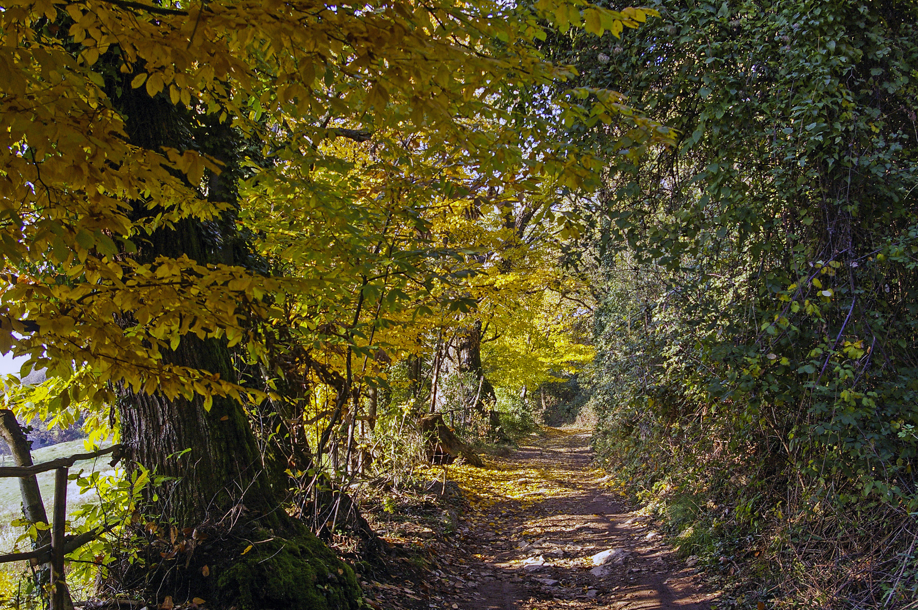 autunno sul monte maddalena di defci