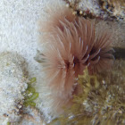 Feather Duster Worm (Sabellidae?)