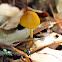 Entoloma luteum Mushroom