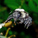 Bumblebee (Eastern Common).