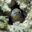 Stout Moray Eel