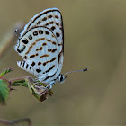 Striped Pierrot