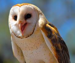 A happy Barn owl | Owl species, Barn owl, Owl