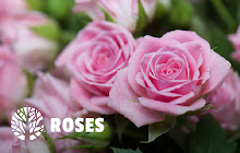 Roses - Love Flowers HD Wallpaper Theme small promo image