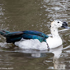 African Comb Duck