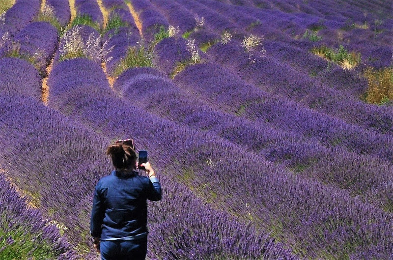 Mar di Lavanda di ely50