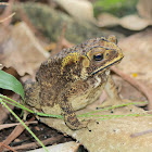 Asian Common Toad