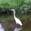 Great Egret