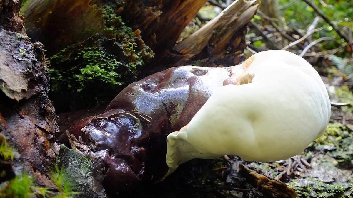 Ganoderma polypore