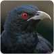 Download Indian Koel Bird Call : Indian Koel Sound For PC Windows and Mac 1.1.0