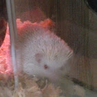 African Pygmy Hedgehog (albino)