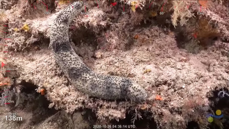 A view of the surface of a 500-metre-tall coral reef discovered by Australian scientists, off Australia's Great Barrier Reef, in this still image taken from video provided on social media, October 25, 2020.