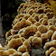 Trametes Polypore