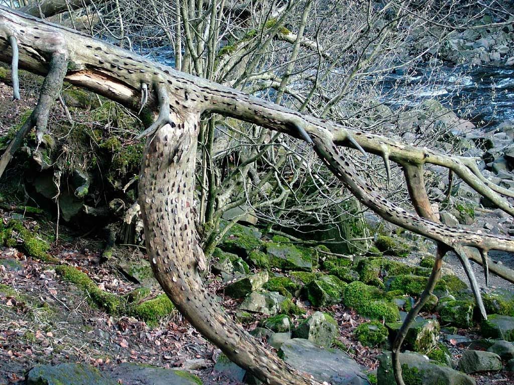 Wish Tree, árvores do dinheiro do Reino Unido