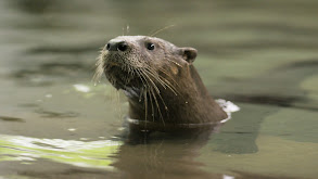 Running Otter Time thumbnail