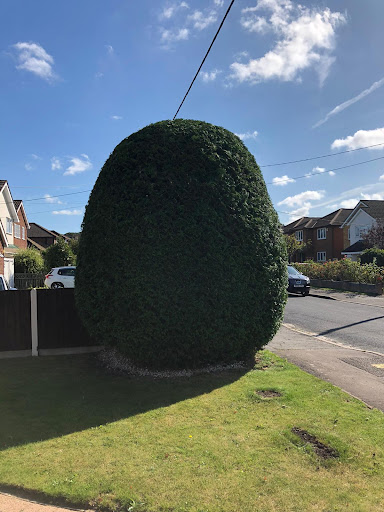 Conifer shaped with nice sharp hedge cutter