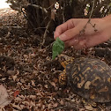 Eastern Box Turtle