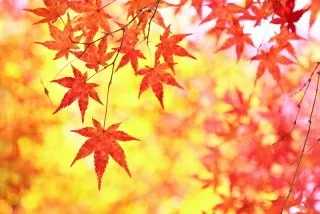 「紅葉」のメインビジュアル