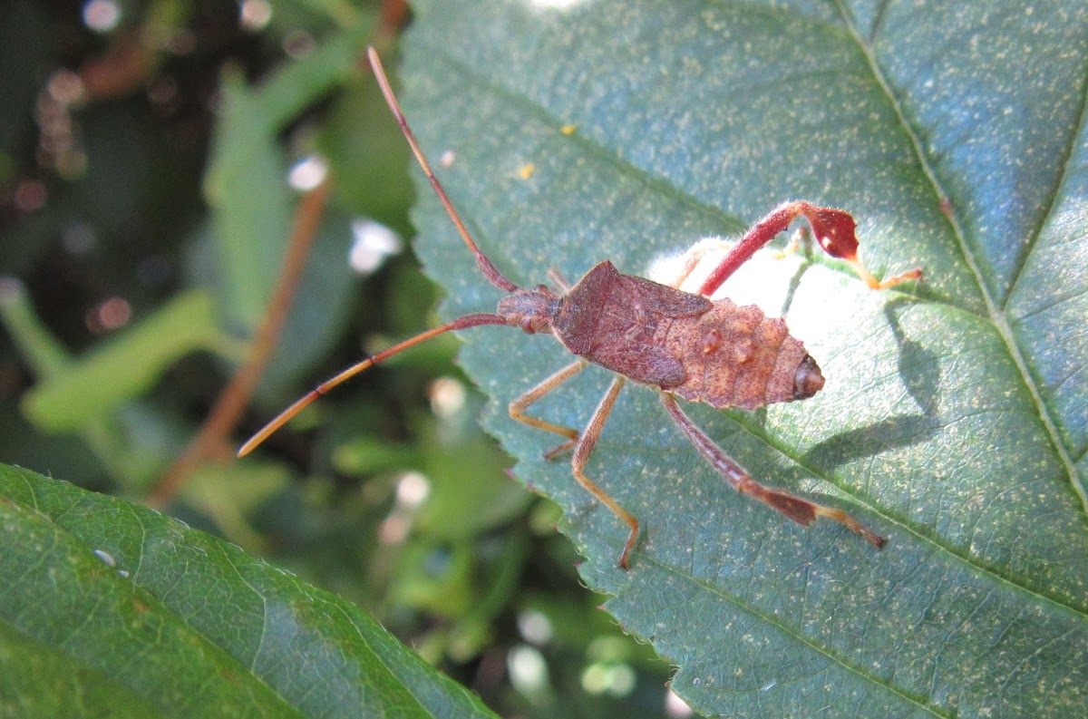 Leaf-footed Bug nymph