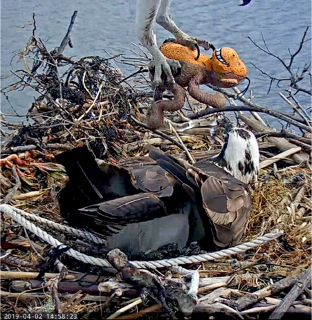 Ospreys like to collect garbage from the shoreline and put it in its nest. They seem to be fond of plastic bags, and twine, fishing line, strings, rope, and ribbon, which are strangulation hazards for the bhicks.