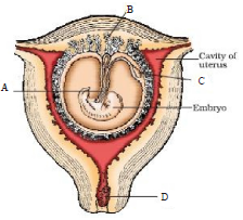 Implantation and Gastrulation